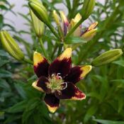 Uploaded by Joy Uploaded by Joy