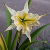 Uploaded by Joy Uploaded by Joy