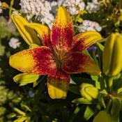 Uploaded by Joy Uploaded by Joy