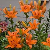 Uploaded by Joy Uploaded by Joy