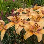 Uploaded by Joy Uploaded by Joy