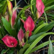 Uploaded by Joy Uploaded by Joy