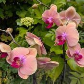 Uploaded by Joy Uploaded by Joy