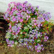 Uploaded by KGFerg Uploaded by KGFerg