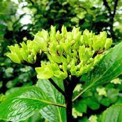 Uploaded by KGFerg Uploaded by KGFerg