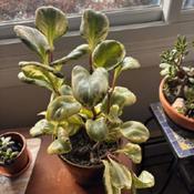 Uploaded by reinapox Uploaded by reinapox