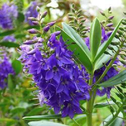 Uploaded by KGFerg Uploaded by KGFerg