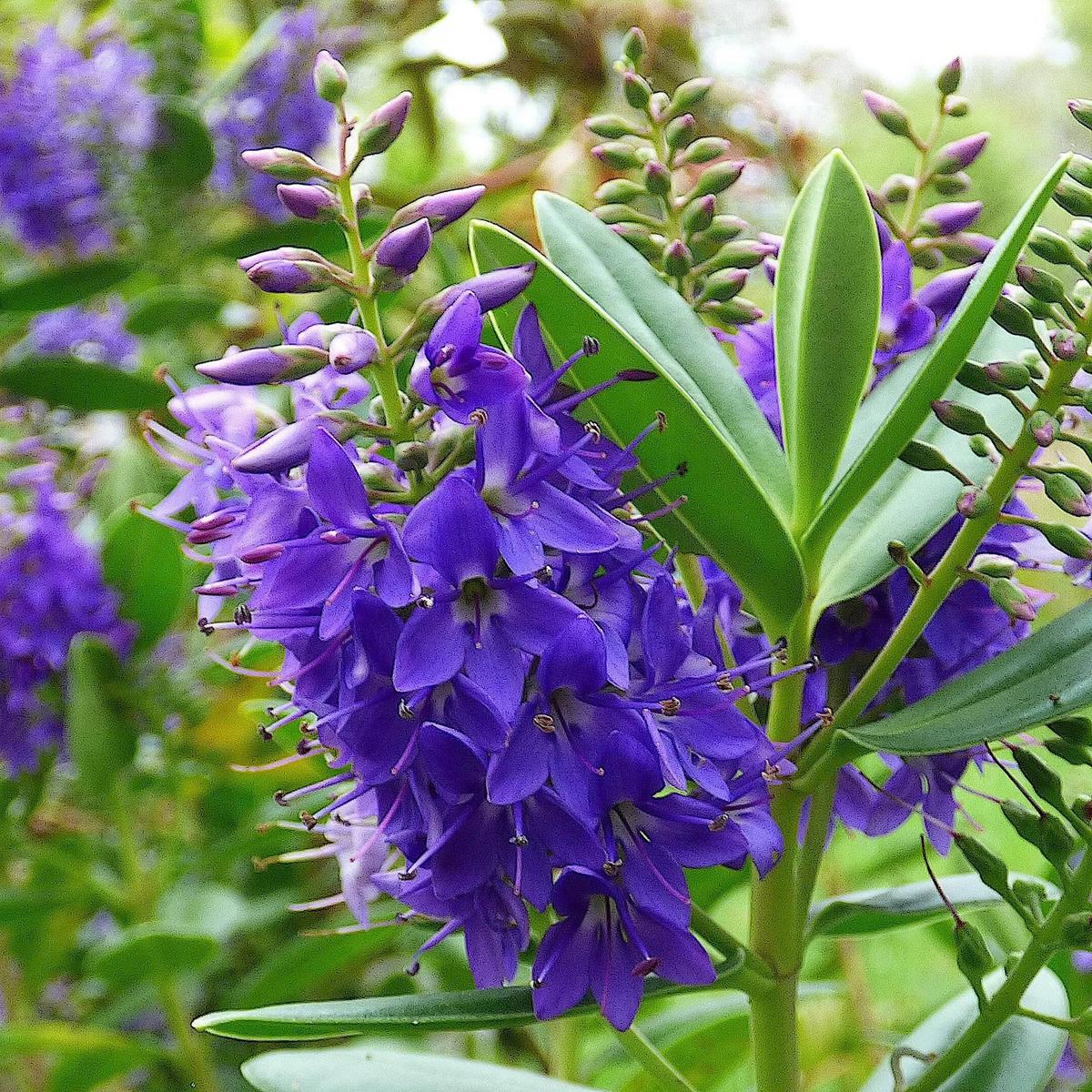 Uploaded by KGFerg Uploaded by KGFerg