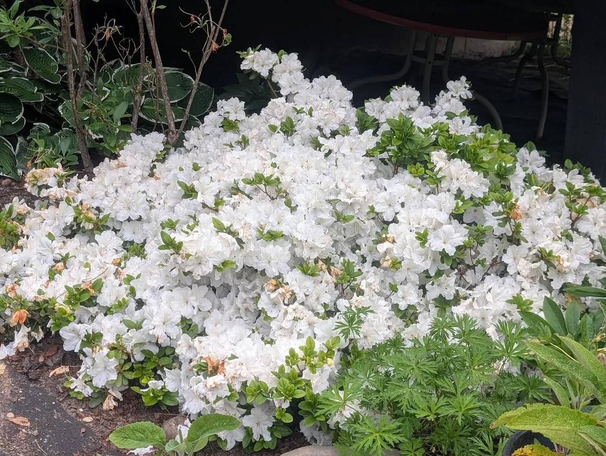 Azalea (Rhododendron Encore® Autumn Angel™) in the Rhododendrons ...