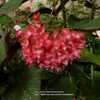 Begonia 'Corallina de Lucerna' Begonia 'Corallina de Lucerna'