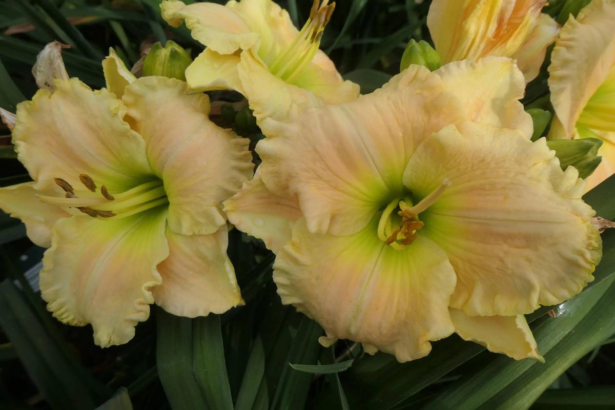 Daylily Hemerocallis Sassy Sally In The Daylilies Database Garden daylily-hemerocallis-sassy-sally-in-the-daylilies-database-garden