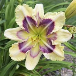 Uploaded by Nschulz Uploaded by Nschulz