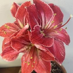 Uploaded by cwhitt Uploaded by cwhitt