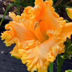 Uploaded by glannin Uploaded by glannin