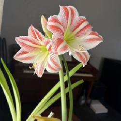 Uploaded by raquelmarruf Uploaded by raquelmarruf