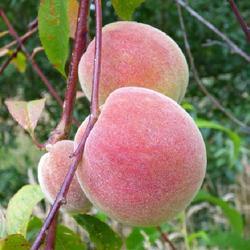 Uploaded by KGFerg Uploaded by KGFerg