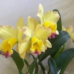 Uploaded by Newgreen Uploaded by Newgreen