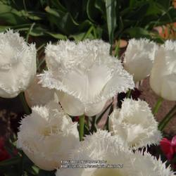 Uploaded by kniphofia Uploaded by kniphofia