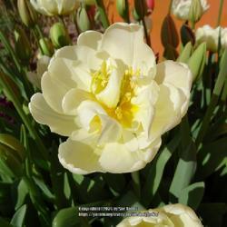 Uploaded by kniphofia