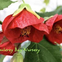 Uploaded by Hortica Uploaded by Hortica