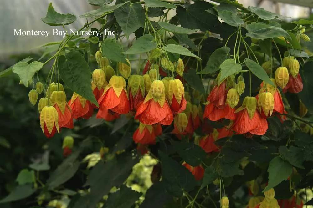Flowering Maple (Abutilon 'Tangerine') in the Abutilons Database ...