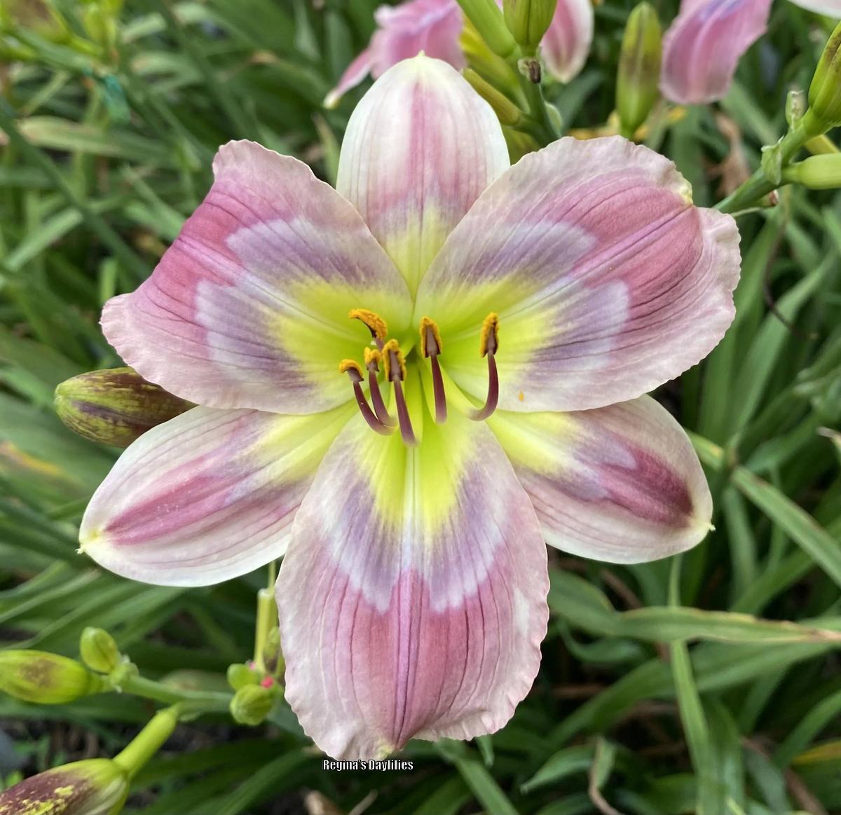 Uploaded by scflowers Uploaded by scflowers