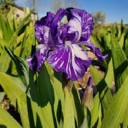 Uploaded by MONTANALisa