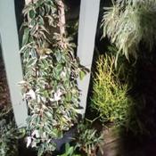 Uploaded by theinvisiblegardener