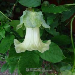 Uploaded by kniphofia