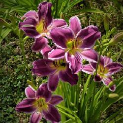 Uploaded by CarolDravenack