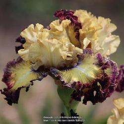 Uploaded by Valery33