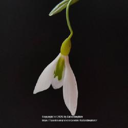 Uploaded by Galanthophile