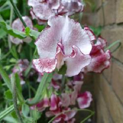 Uploaded by kniphofia