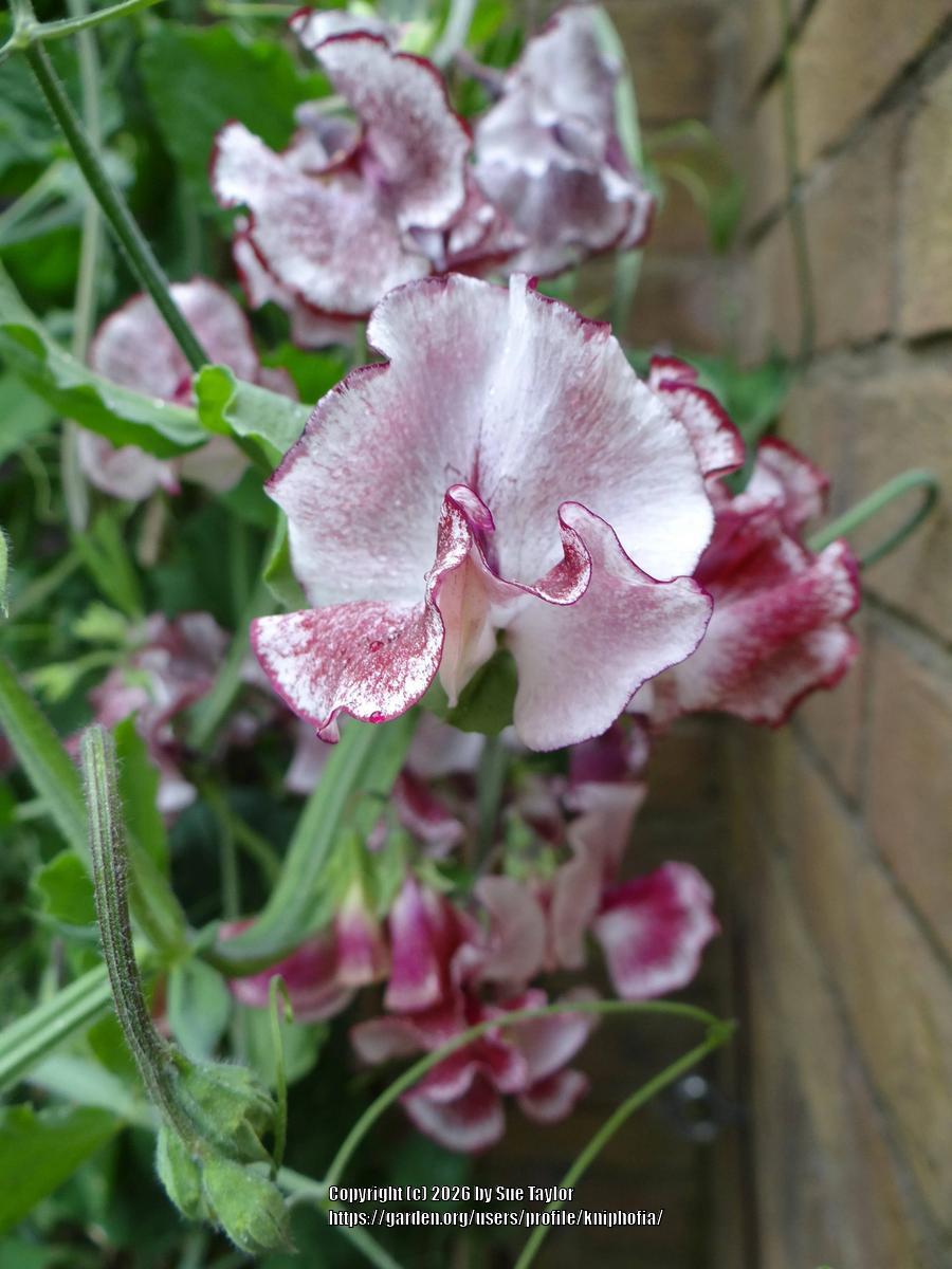 Uploaded by kniphofia