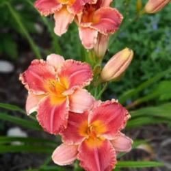 Uploaded by Hazelcrestmikeb