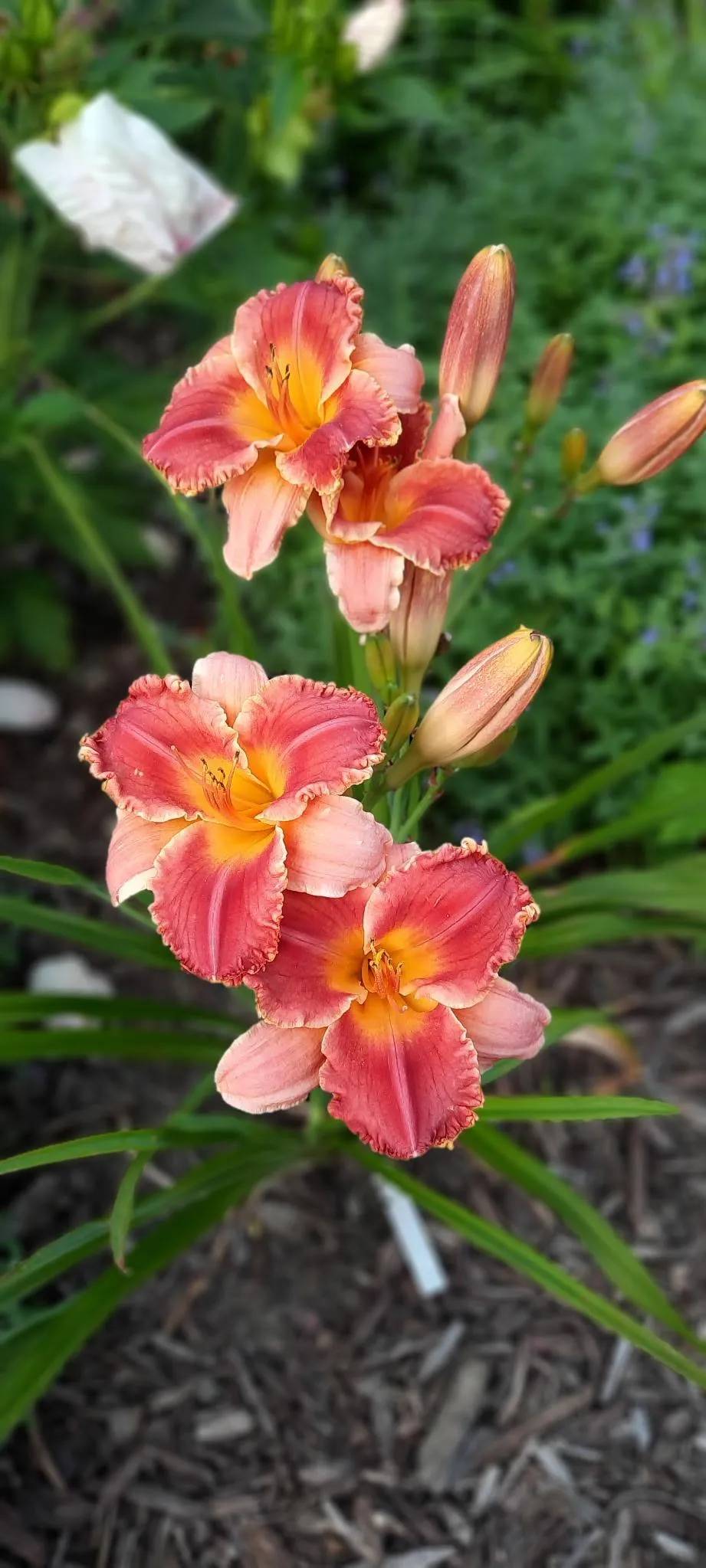 Uploaded by Hazelcrestmikeb