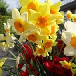 Uploaded by kniphofia