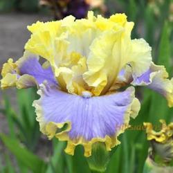 Uploaded by HillsideIrises