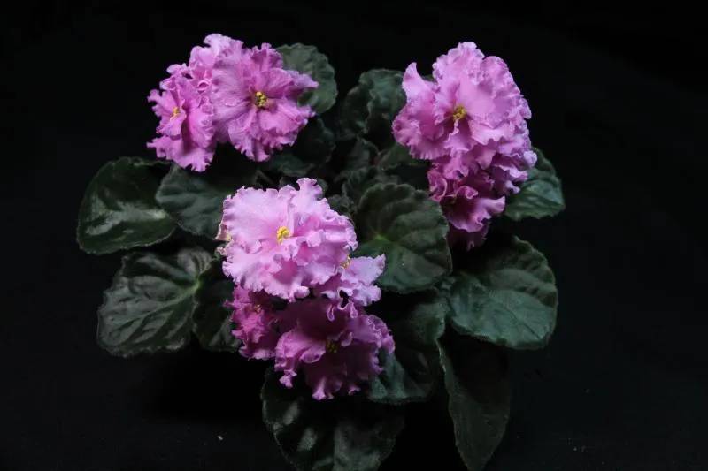 Uploaded by JimKlaiber