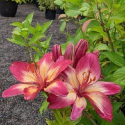 Uploaded by Joy Uploaded by Joy