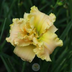 Uploaded by Char Uploaded by Char