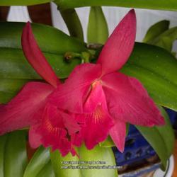 Uploaded by DraDiana