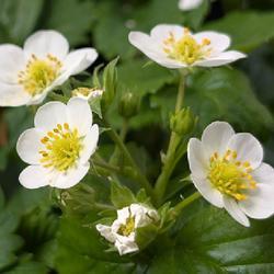 Uploaded by dave Uploaded by dave