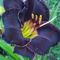 Uploaded by Hazelcrestmikeb