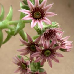 Uploaded by GigiAdeniumPlumeria Uploaded by GigiAdeniumPlumeria