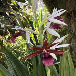 Uploaded by SL_gardener