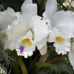 Uploaded by SL_gardener Uploaded by SL_gardener