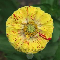 Uploaded by Char Uploaded by Char