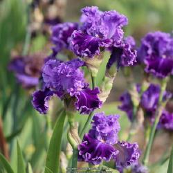 Uploaded by Valery33 Uploaded by Valery33