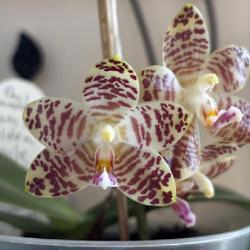 Uploaded by wmcurtin